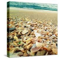 Shells Beach II-Lisa Hill Saghini-Stretched Canvas