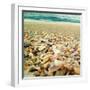 Shells Beach II-Lisa Hill Saghini-Framed Photographic Print