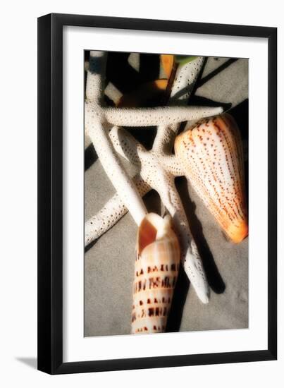 Shells by the Sea I-Alan Hausenflock-Framed Premium Photographic Print