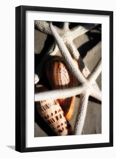 Shells by the Sea II-Alan Hausenflock-Framed Photographic Print