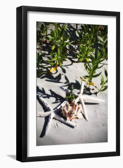 Shells by the Sea III-Alan Hausenflock-Framed Premium Photographic Print