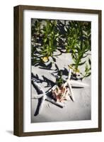 Shells by the Sea III-Alan Hausenflock-Framed Photographic Print