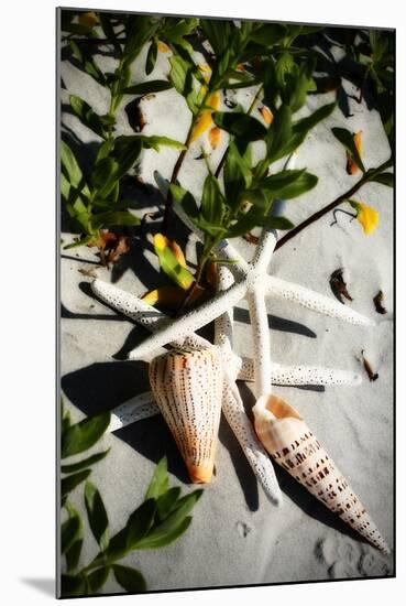 Shells by the Sea IV-Alan Hausenflock-Mounted Photographic Print