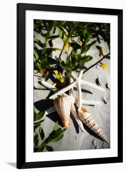 Shells by the Sea IV-Alan Hausenflock-Framed Photographic Print