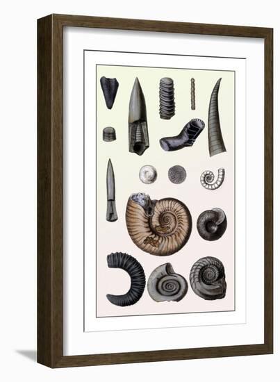 Shells: Cephalopoda-G.b. Sowerby-Framed Art Print