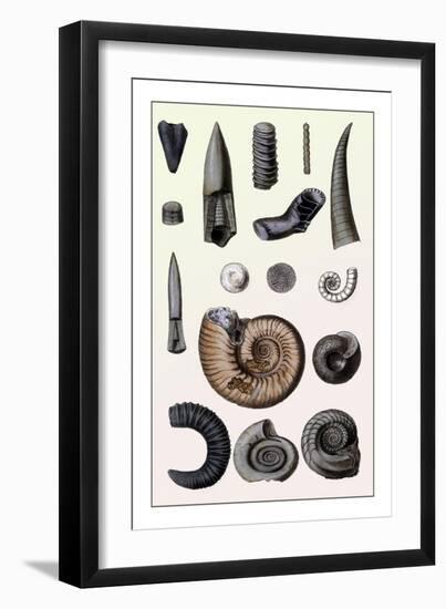 Shells: Cephalopoda-G.b. Sowerby-Framed Art Print