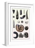 Shells: Cephalopoda-G.b. Sowerby-Framed Art Print