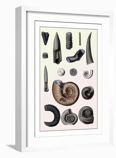 Shells: Cephalopoda-G.b. Sowerby-Framed Art Print