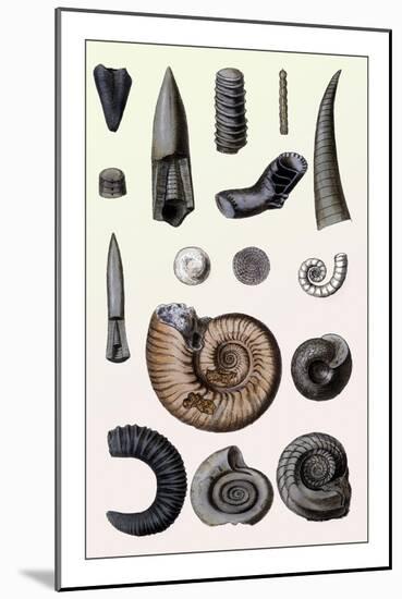 Shells: Cephalopoda-G.b. Sowerby-Mounted Art Print