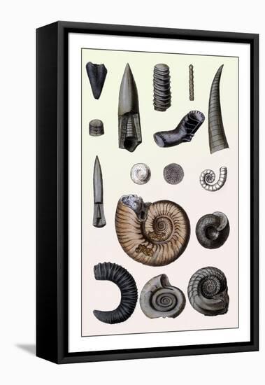 Shells: Cephalopoda-G.b. Sowerby-Framed Stretched Canvas