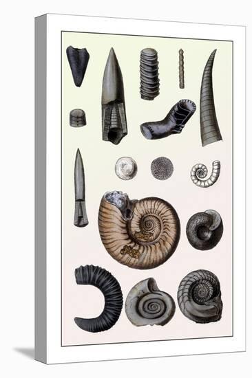 Shells: Cephalopoda-G.b. Sowerby-Stretched Canvas