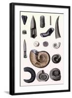 Shells: Cephalopoda-G.b. Sowerby-Framed Art Print
