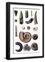 Shells: Cephalopoda-G.b. Sowerby-Framed Art Print
