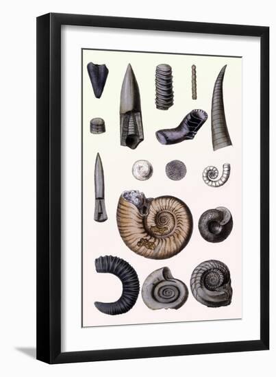 Shells: Cephalopoda-G.b. Sowerby-Framed Art Print