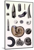 Shells: Cephalopoda-G.b. Sowerby-Mounted Art Print