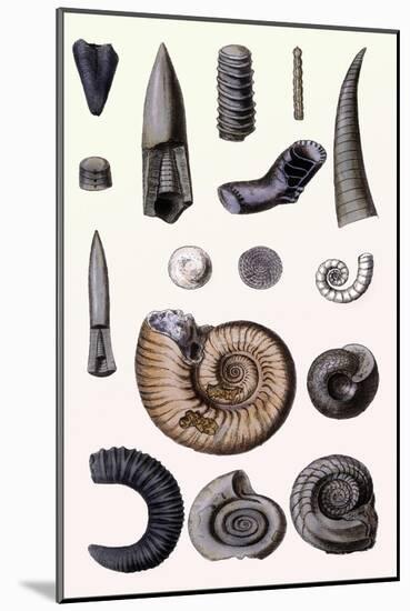 Shells: Cephalopoda-G.b. Sowerby-Mounted Art Print