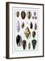 Shells: Convoltae and Orthocerata-G.b. Sowerby-Framed Art Print