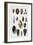 Shells: Convoltae and Orthocerata-G.b. Sowerby-Framed Art Print