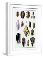 Shells: Convoltae and Orthocerata-G.b. Sowerby-Framed Art Print