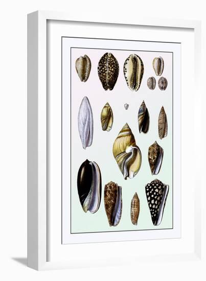 Shells: Convoltae and Orthocerata-G.b. Sowerby-Framed Art Print