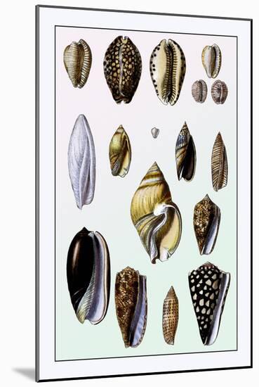 Shells: Convoltae and Orthocerata-G.b. Sowerby-Mounted Art Print