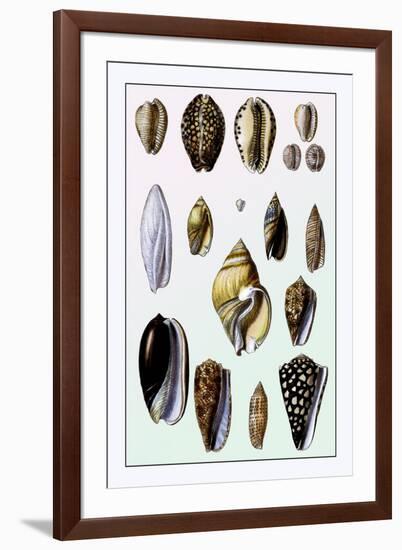 Shells: Convoltae and Orthocerata-G.b. Sowerby-Framed Art Print