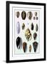 Shells: Convoltae and Orthocerata-G.b. Sowerby-Framed Art Print