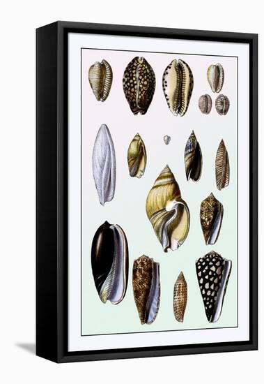 Shells: Convoltae and Orthocerata-G.b. Sowerby-Framed Stretched Canvas