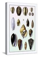 Shells: Convoltae and Orthocerata-G.b. Sowerby-Stretched Canvas