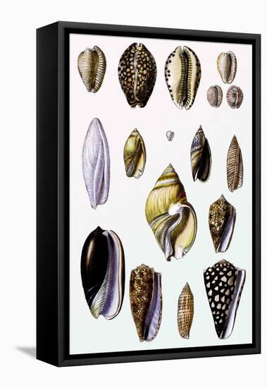 Shells: Convoltae and Orthocerata-G.b. Sowerby-Framed Stretched Canvas