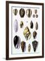 Shells: Convoltae and Orthocerata-G.b. Sowerby-Framed Art Print