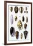 Shells: Convoltae and Orthocerata-G.b. Sowerby-Framed Art Print