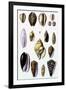 Shells: Convoltae and Orthocerata-G.b. Sowerby-Framed Art Print