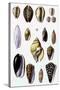 Shells: Convoltae and Orthocerata-G.b. Sowerby-Stretched Canvas