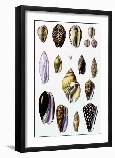 Shells: Convoltae and Orthocerata-G.b. Sowerby-Framed Art Print