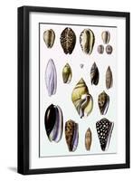 Shells: Convoltae and Orthocerata-G.b. Sowerby-Framed Art Print