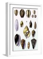 Shells: Convoltae and Orthocerata-G.b. Sowerby-Framed Art Print