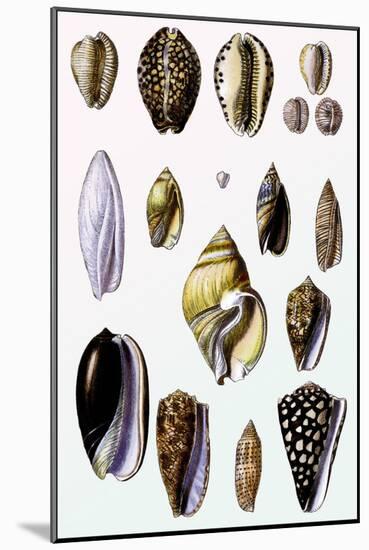 Shells: Convoltae and Orthocerata-G.b. Sowerby-Mounted Art Print