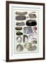 Shells: Dimyaria-G.b. Sowerby-Framed Art Print