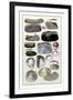 Shells: Dimyaria-G.b. Sowerby-Framed Art Print