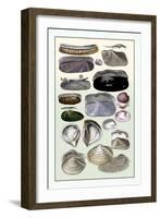 Shells: Dimyaria-G.b. Sowerby-Framed Art Print