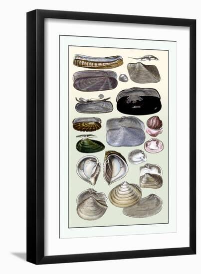 Shells: Dimyaria-G.b. Sowerby-Framed Art Print