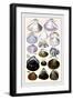 Shells: Dimyaria-G.b. Sowerby-Framed Art Print