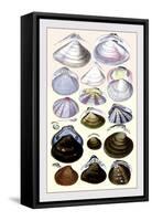 Shells: Dimyaria-G.b. Sowerby-Framed Stretched Canvas