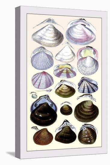 Shells: Dimyaria-G.b. Sowerby-Stretched Canvas