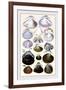 Shells: Dimyaria-G.b. Sowerby-Framed Art Print