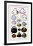 Shells: Dimyaria-G.b. Sowerby-Framed Art Print