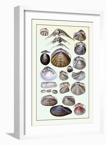 Shells: Dimyaria-G.b. Sowerby-Framed Art Print