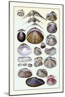 Shells: Dimyaria-G.b. Sowerby-Mounted Art Print