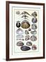 Shells: Dimyaria-G.b. Sowerby-Framed Art Print